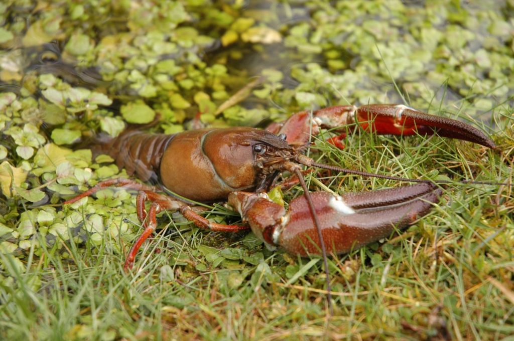 Signal crayfish image via www.biodiversityireland.ie